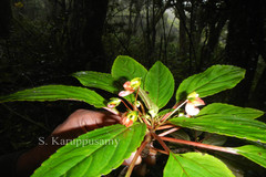 Impatiens viridiflora